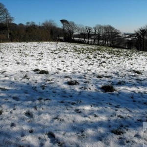 White field