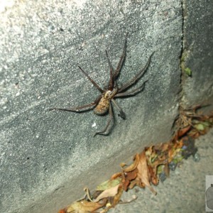 A big Penzance spider!