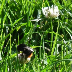 A Bee in Clover