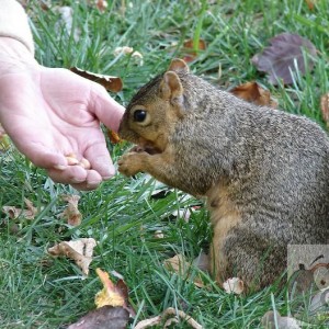 Hand feeding wild life