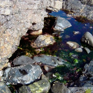 Coastal Rock Pool 4