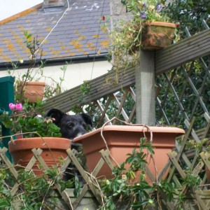 How Much Is That Doggy In The Plantpot?