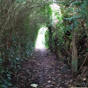 Leafy tunnel