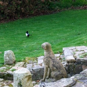 A lone Magpie.