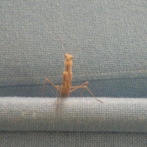 A mantis came a-visiting our office.