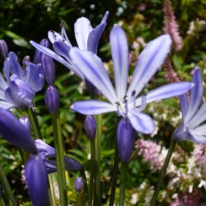 more blue flowers