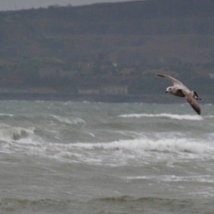 Snapshot (action) - Gull In Flight