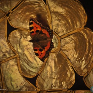 Butterfly on the lamp shade