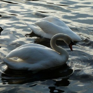 Dribbling Swan!