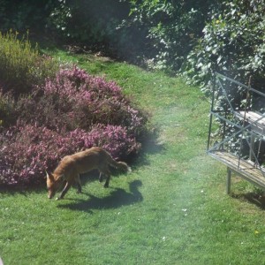 Fox in garden.