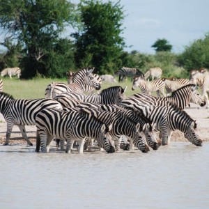 A 'Dazzle' of Zebra