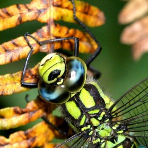 Hawker, Dragonfly