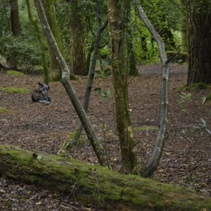 Photo shoot in Trevaylor woods 13 08 2012