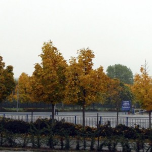 autumnal trees