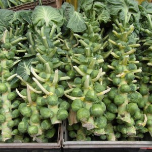 BRUSSELS SPROUTS