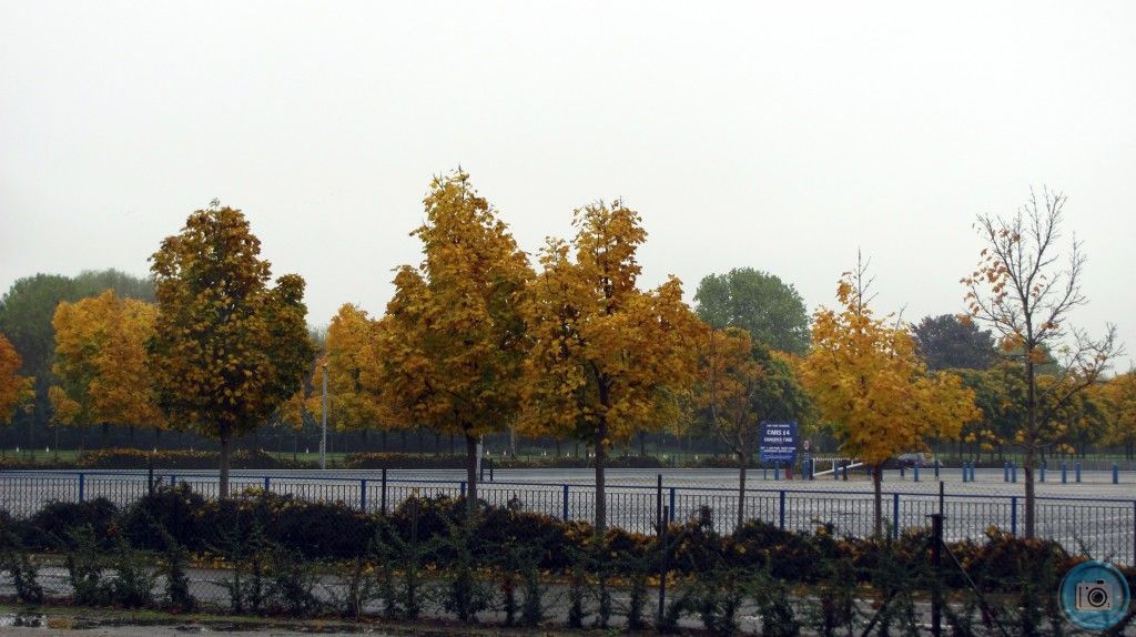 autumnal trees