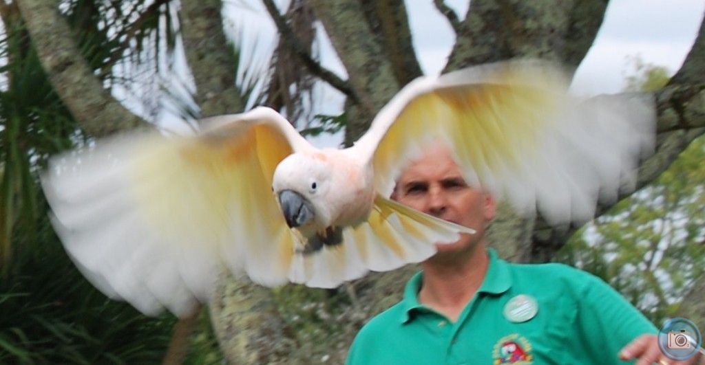 Bird in flight at Paradise Park
