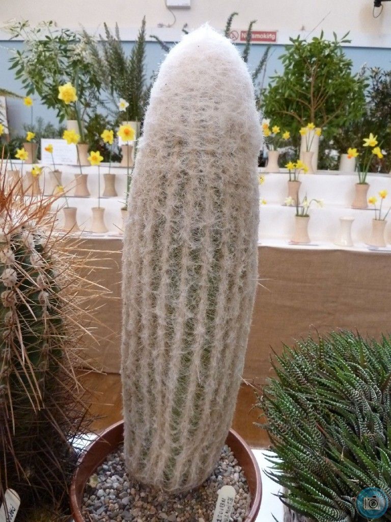 Cactus or Furry Zeppelin?