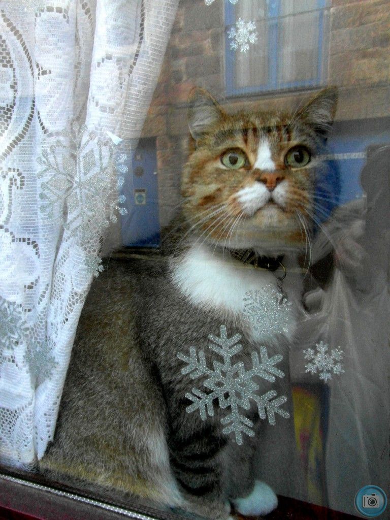 Christmas Cat 2012
