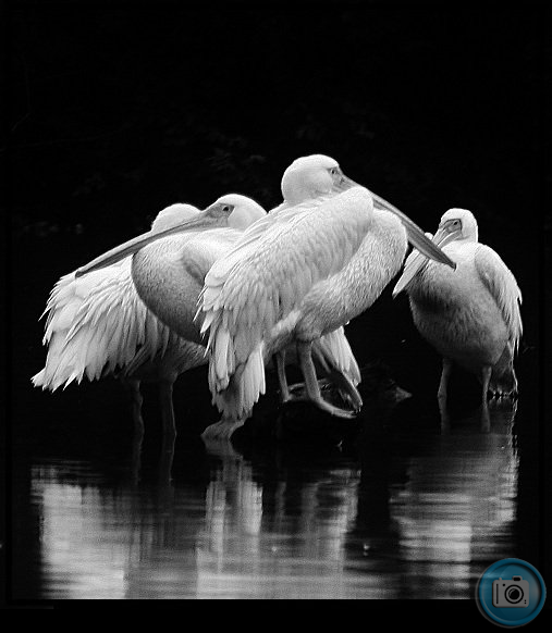 Great White Pelicans